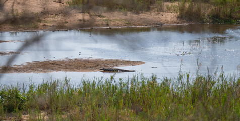 Nilkrokodil im Krüger National Park - Kruger Nationalpark Südafrika