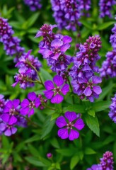 Obraz premium Vibrant purple blooms, lush greenery, close-up view, leaves, macro