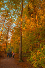 autumn in the forest