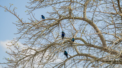 Kap Glanzstar - Cape Glossy Starling im Busch vom Krüger National Park - Kruger Nationalpark Südafrika