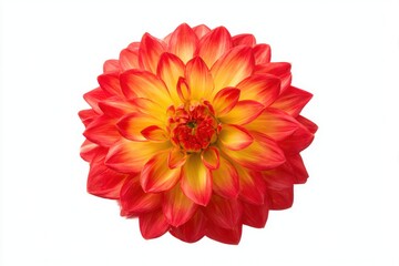 Red and yellow dahlia flower isolated on white background