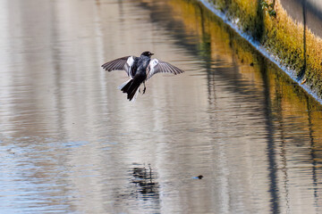 飛び立つ綺麗なセグロセキレイ（セキレイ科）
英名学名：Japanese Pied Wagtail (Motacilla grandis,
family of wagtails)
栃木県栃木市渡良瀬遊水地-2025
