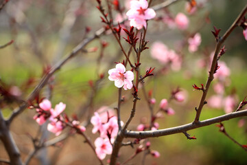 Peach trees blossom in spring