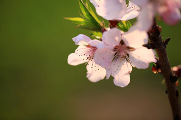 Obraz premium Peach trees blossom in spring
