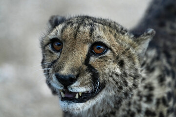 Gepard im Gebiet von Erongo in Namibia © Markus Kammermann
