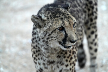 Gepard im Gebiet von Erongo in Namibia © Markus Kammermann