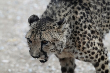 Gepard im Gebiet von Erongo in Namibia © Markus Kammermann