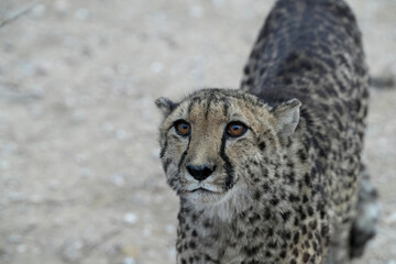 Gepard im Gebiet von Erongo in Namibia © Markus Kammermann