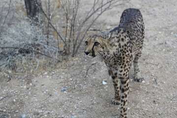 Gepard im Gebiet von Erongo in Namibia © Markus Kammermann