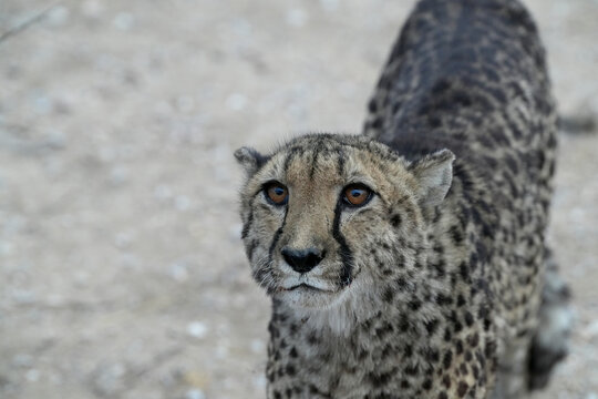 Gepard im Gebiet von Erongo in Namibia