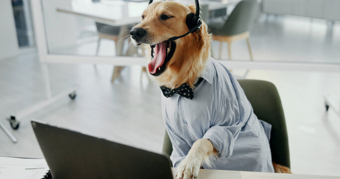 Dog, laptop and consulting with headset at office for animal care, pet insurance or online service. Canine, agent and mic with technology for vet consultation, help or virtual assistance at workplace