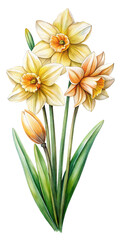 Watercolor Illustration of Daffodils with Yellow and Orange Petals on Trensprent Background png