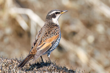 飛び立つツグミ（ツグミ科）
英名学名：Dusky Thrush (Turdus eunomus)
栃木県栃木市渡良瀬遊水地-2025
