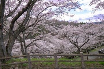 Fototapeta premium 大和町八谷緑地公園