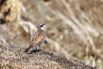 飛び立つツグミ（ツグミ科）
英名学名：Dusky Thrush (Turdus eunomus)
栃木県栃木市渡良瀬遊水地-2025
