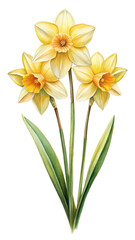 Fototapeta premium Watercolor painting of three beautiful yellow daffodil flowers with green leaves