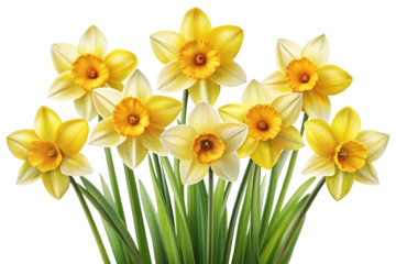 A Beautiful Arrangement of Yellow and White Daffodils in Full Bloom