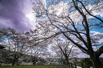 大和町八谷緑地公園