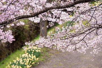 大和町八谷緑地公園