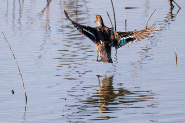飛翔する美しいコガモ（カモ科）他の群れ
英名学名：Common Teal (Anas crecca, family comprising Mareca ducks)
栃木県栃木市渡良瀬遊水地-2025
