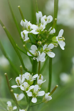Vertical closeup on the fragile white flowers of the Flexuous or Wavy Bittercress, Cardamine flexuosa