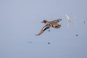 飛翔する美しいコガモ（カモ科）他の群れ
英名学名：Common Teal (Anas crecca, family comprising Mareca ducks)
栃木県栃木市渡良瀬遊水地-2025
