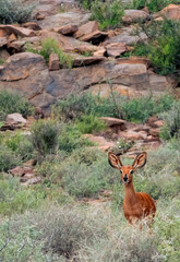 Steenbok ewe (Raphicerus campestris) shows off her distinctive ears.