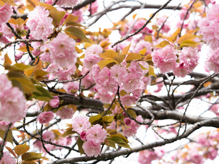 公園に咲いた八重桜