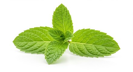 Mint leaves isolated on white background