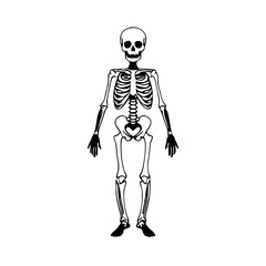 Detailed Anatomical Skeleton Illustration Ideal for Educational Purposes and Creative Projects