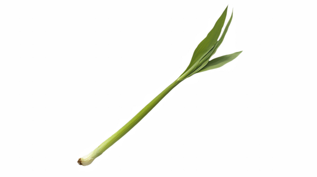 a close up of a green flower on a transparent background, PNG image, PNG file, Generative art.