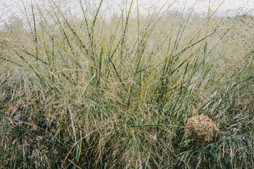 Panicum virgatum also known as switchgrass tall prairie grass and panic grass with fine seed heads. Linked to native landscaping biofuel soil conservation and biodiversity