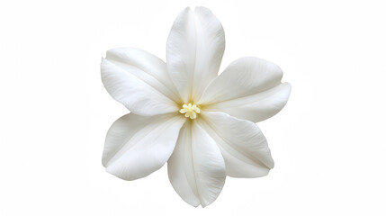 a white flower on a transparent background, PNG image, PNG file, Generative art.