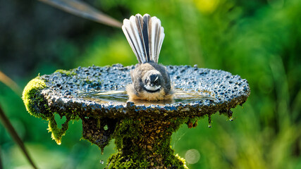 A New Zealand fantail cooling off in a garden bird bath.