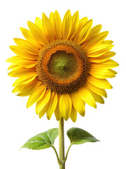 Fototapeta premium A radiant sunflower with vibrant yellow petals stands isolated against a Trensprent Background png