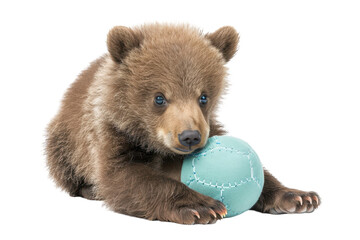 Fototapeta premium A playful bear cub enjoys a soft teal ball while lounging on a clean white backdrop, capturing the essence of innocence and curiosity isolated on transparent background