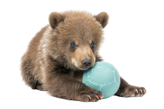 A playful bear cub enjoys a soft teal ball while lounging on a clean white backdrop, capturing the essence of innocence and curiosity isolated on transparent background