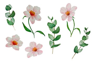 Fototapeta premium Set of hand drawn watercolor delicate spring pink white flowers, branches leaves eucalyptus white background isolated.