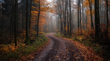 Fototapeta premium Autumnal Forest Path: A Misty Morning Stroll