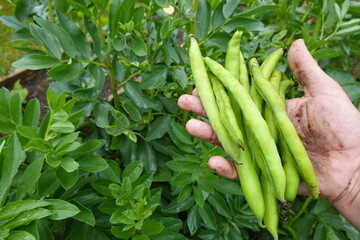baby broad beans freshly harvested from the plant. may broad beans with pods.