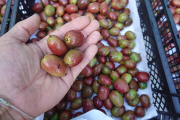 Farmer holding freshly harvested kiwi berries in hand