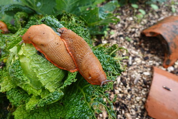 two giant slugs destroying cabbage crop in vegetable garden. crop pest.