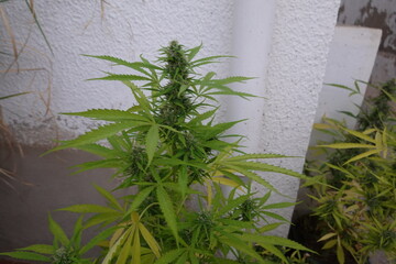 Marijuana flower with green leaves and trichomes, ready for harvest.