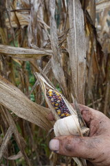 Farmer holding glass gem corn in field