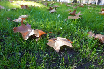 Field of grass with leaves scattered around