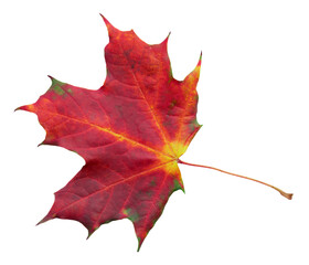 Red Lonely dry autumn leaf.