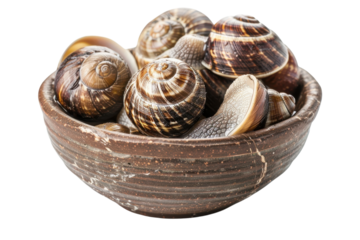 A rustic bowl filled with beautifully patterned seashells resting on a bright surface, celebrating nature's artistry and marine wonders isolated on transparent background