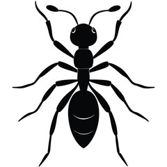 Silhouette of an ant isolated on a white background