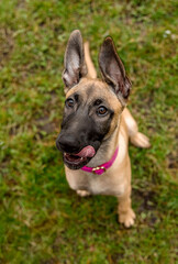 Belgian Malinois Puppy with Pink Collar and Tongue Out on Grass