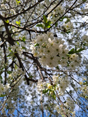 Cherry blossoms. The cherry blossom period. White cherry blossoms illuminated by the sun.